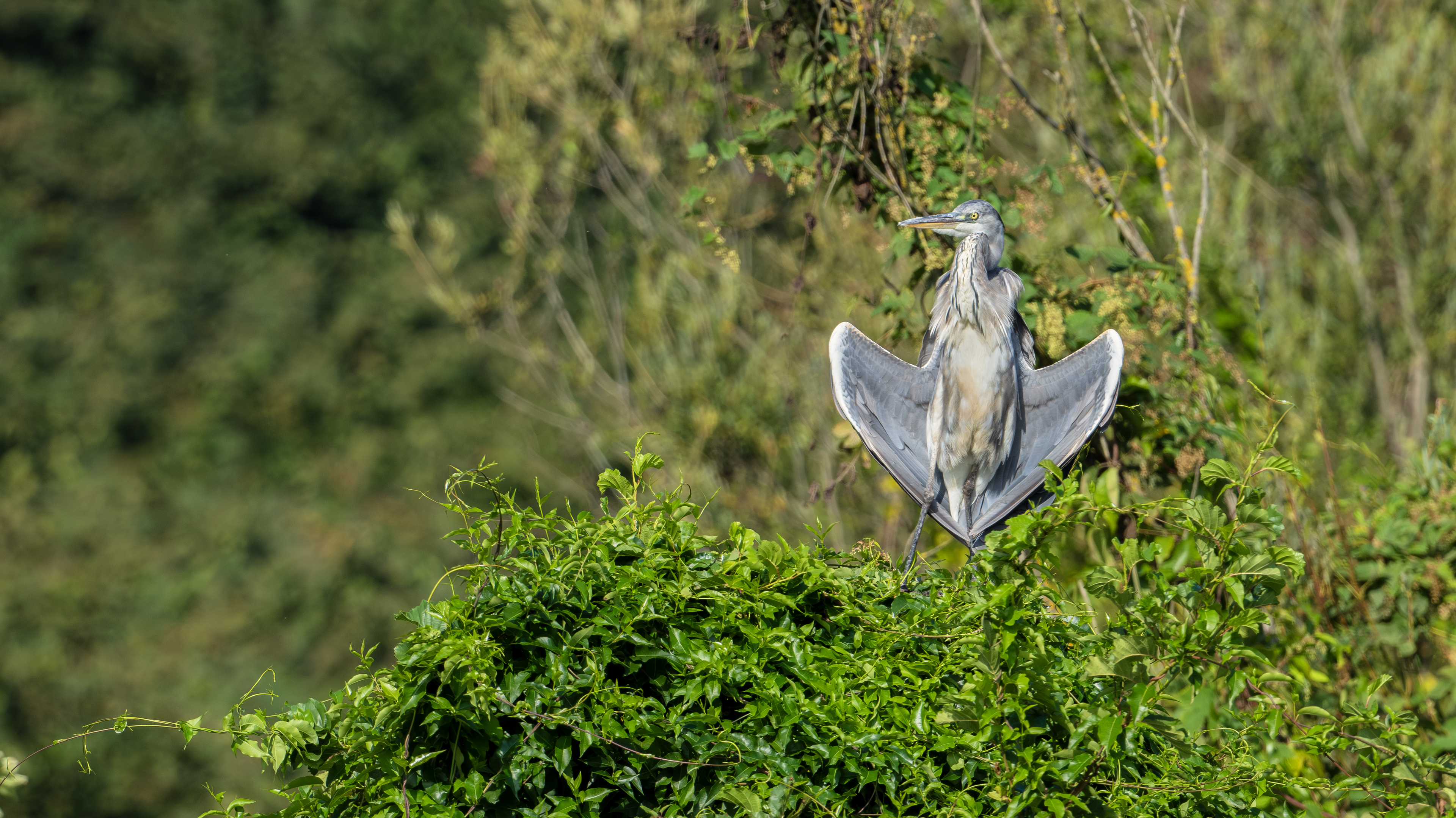 Gray Heron